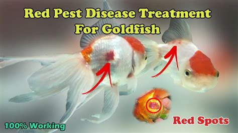 goldfish disease red spots